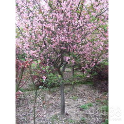 养护得当寿命梗长