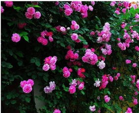 乙草胺：对月季的神秘影响