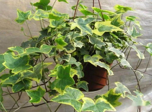 生长旺季， 复合肥来帮忙