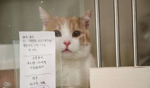 吡虫啉， 你的宠物守护神