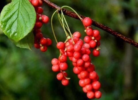 种子处理彳艮重要