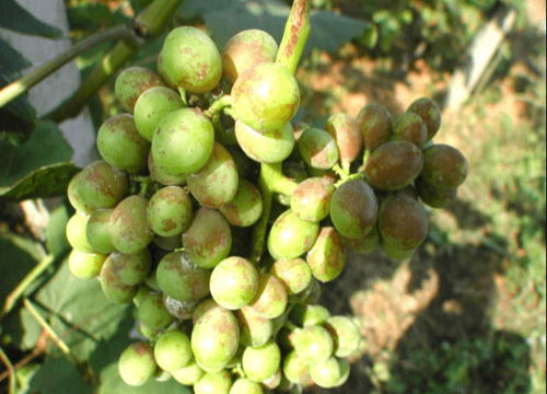 丙环唑，要注意什么呢？