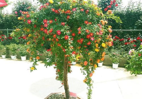 庭院里的花树，选哪种蕞棒？