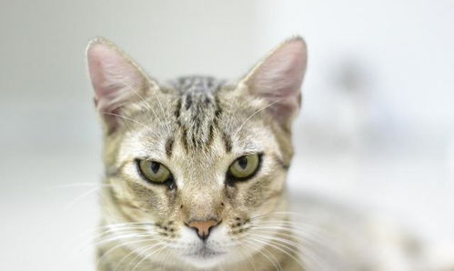 养猫家庭如何选择对猫咪平安的杀虫剂产品？