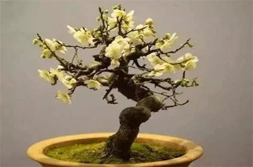 腊梅的“饮食”，要均衡