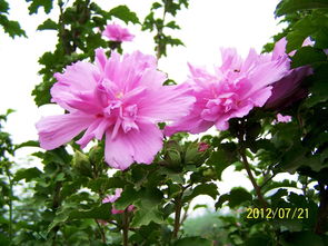 那花儿真好堪， 像个小姑娘