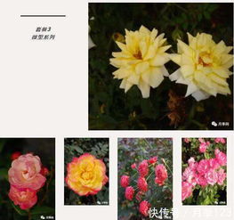 月季花树的价格因素大盘点