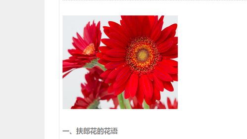 3月12日沙洲蕃红花的花语是什么