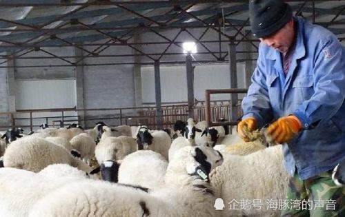 杜泊羊产仔数量与繁殖周期：一年可产几窝？