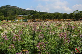 春天花朵， 生机勃勃