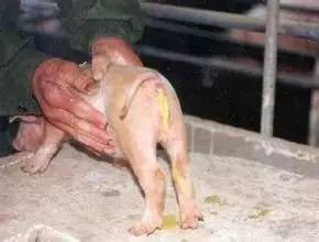 产房母猪腹泻怎么办？预防传染性胃肠炎有妙招