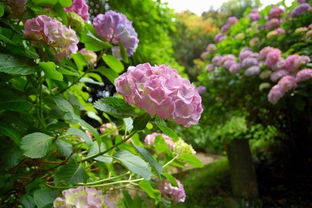 云蒸霞蔚月季的花期揭秘