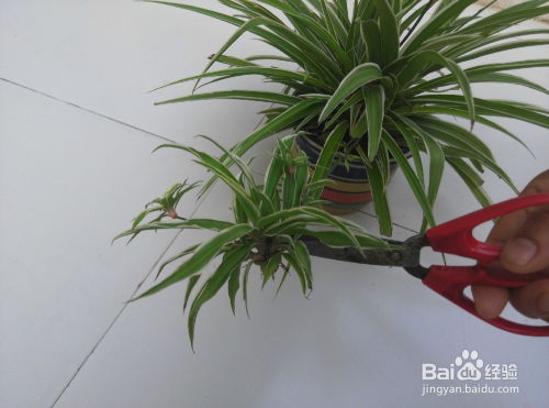 吊兰怎么通过扦插繁殖？有哪些种植方法和技巧需要注意