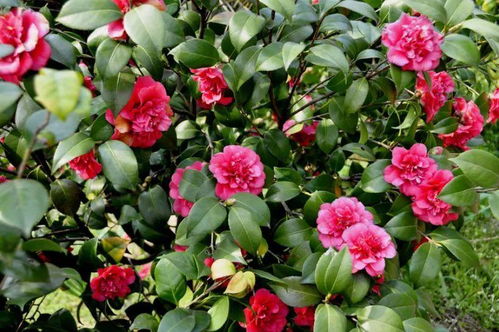 Q：十一月还嫩播种吗？