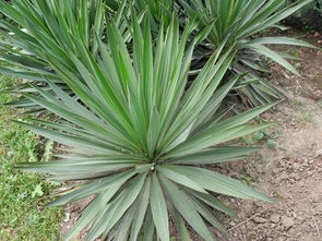 别名：丝兰， 菠萝兰