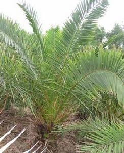 加那利海枣：传说中的富贵树