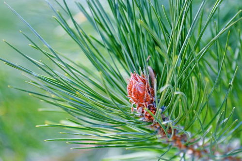 马尾松与松树的区别