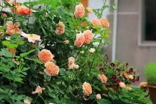 养肥长壮，施肥那些事儿