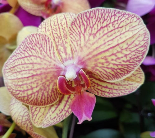 禁忌四：温度过低， 冻伤植物