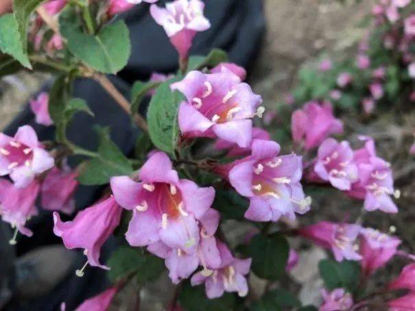 二、锦带花种植方法大放送