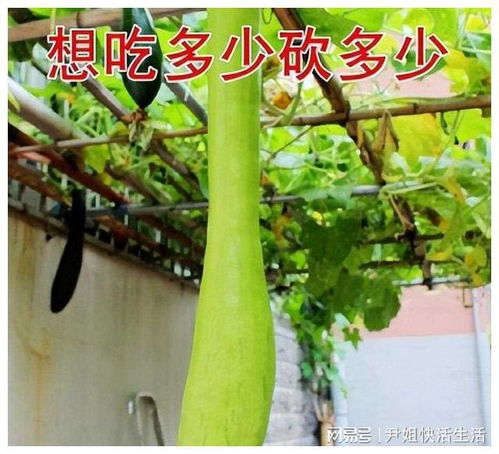 提高大棚香椿亩产量，有哪些高效种植技巧值得尝试
