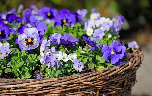 三色堇， 低温刺激开花