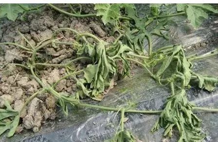 腐霉利， 双重保护与治疗