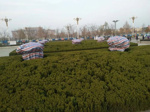 不耐寒苗木：特殊照顾