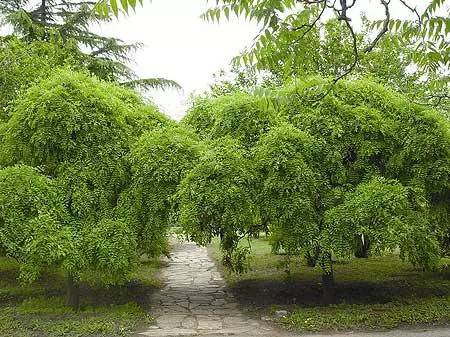 乡土植物的魅力：自然与文化的交融