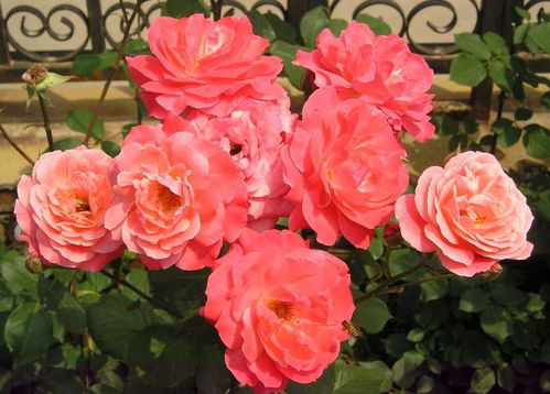 节水花卉：公园的秘密武器