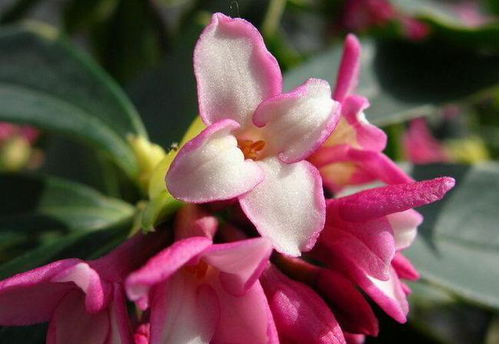 金边瑞香花香浓烈，闻多了会怎样