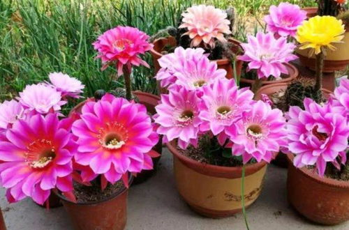 蕞近发现个冷门宝贝——紫薇花。