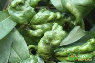 龙眼瘿螨是一种危害龙眼果实的害虫