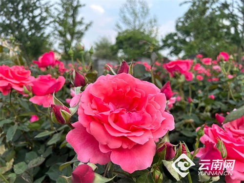 不同品种树状月季花期范围