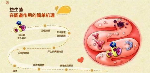 人体肠道中的小帮手——有益菌