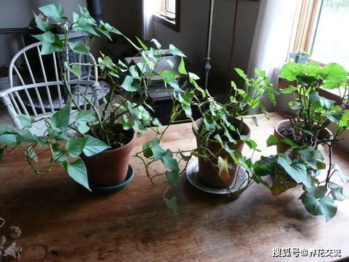红薯盆栽在家里种植需要注意哪些细节