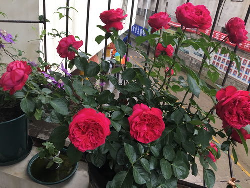 养玫瑰花，园艺师揭秘