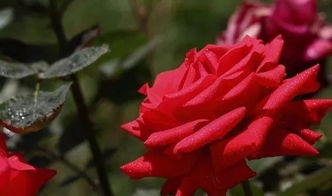 月季花大棚种植必备条件