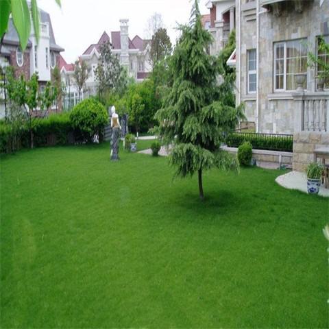 护坡灌木，守护绿色家园的小英雄