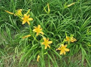 玉簪、 萱草、蜀葵——冬日的盛宴