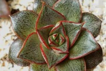 易养观叶植物养护指南