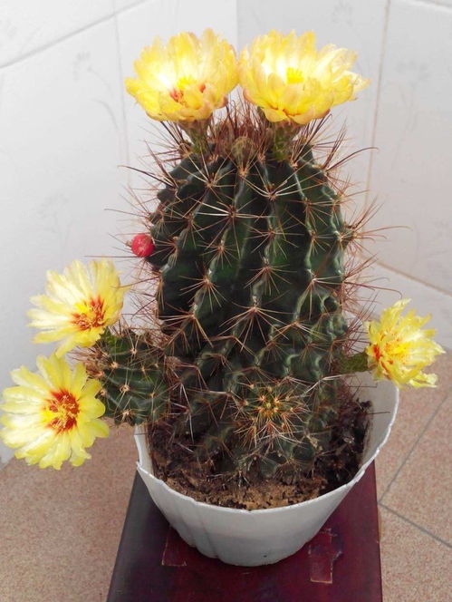 冬天阳台种植，如何让植物安全过冬