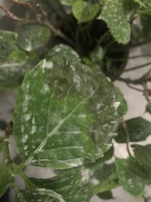 绣球叶子黄了是缺水还是病虫害