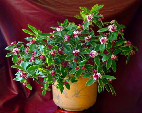 第一步：选择合适的土壤