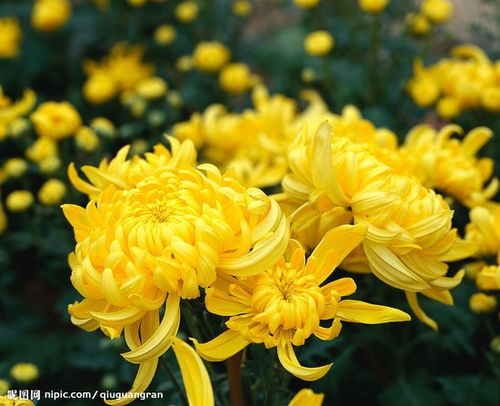 菊花很痛怎么办？是炎症还是其他原因