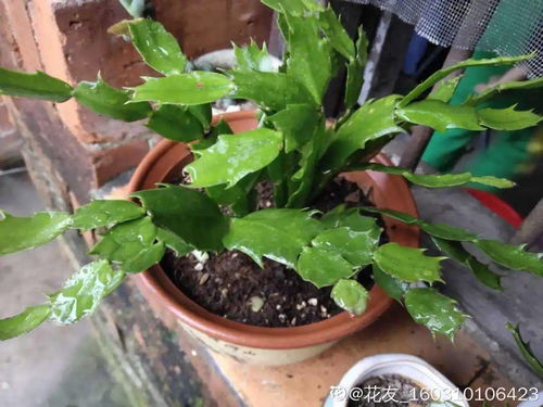 现蕾苗选购指南