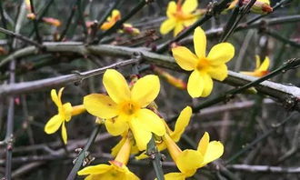 天气的影响：花开的节奏