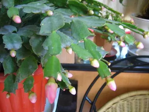 剪掉残花，让蟹爪兰梗清爽