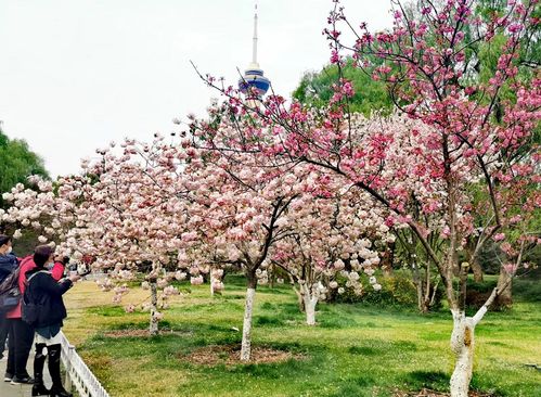 樱花种子种植方法，如何让樱花在自家绽放