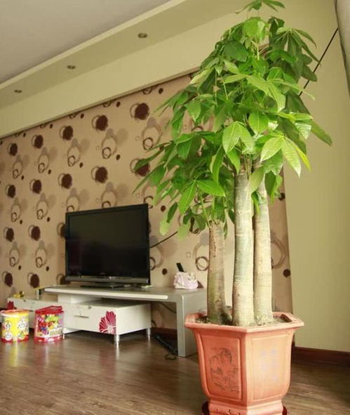 养护关键点：发财树， 你的小秘密